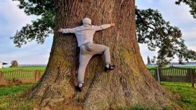 Увидеть самое большое дерево