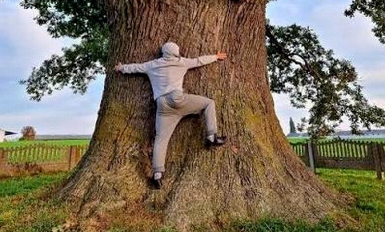 Увидеть самое большое дерево