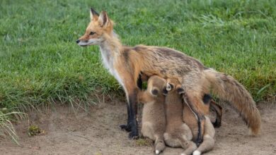 В Гродно на видео попала мама-лиса с лисятами
