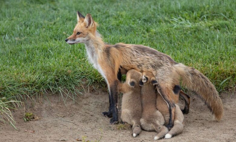 В Гродно на видео попала мама-лиса с лисятами