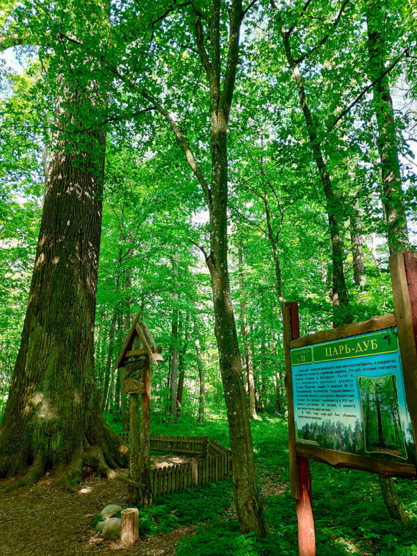 800-летний дуб и сокровища в земле: