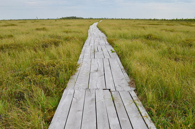 800-летний дуб и сокровища в земле: