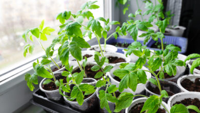 Как привить два томата в