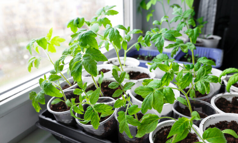 Как привить два томата в