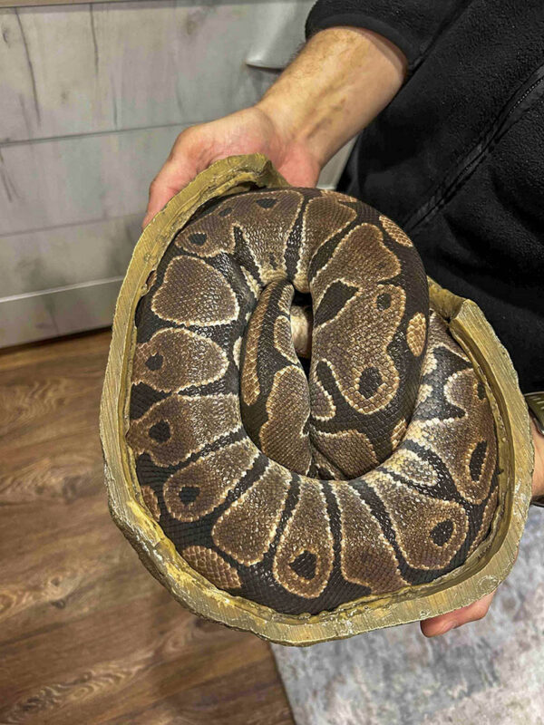 В Беларуси мужчина завел