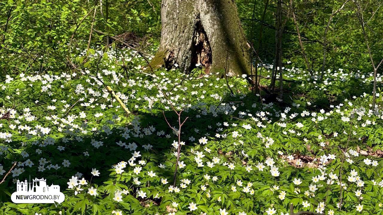 В Гродно выпал "цветочный снег"