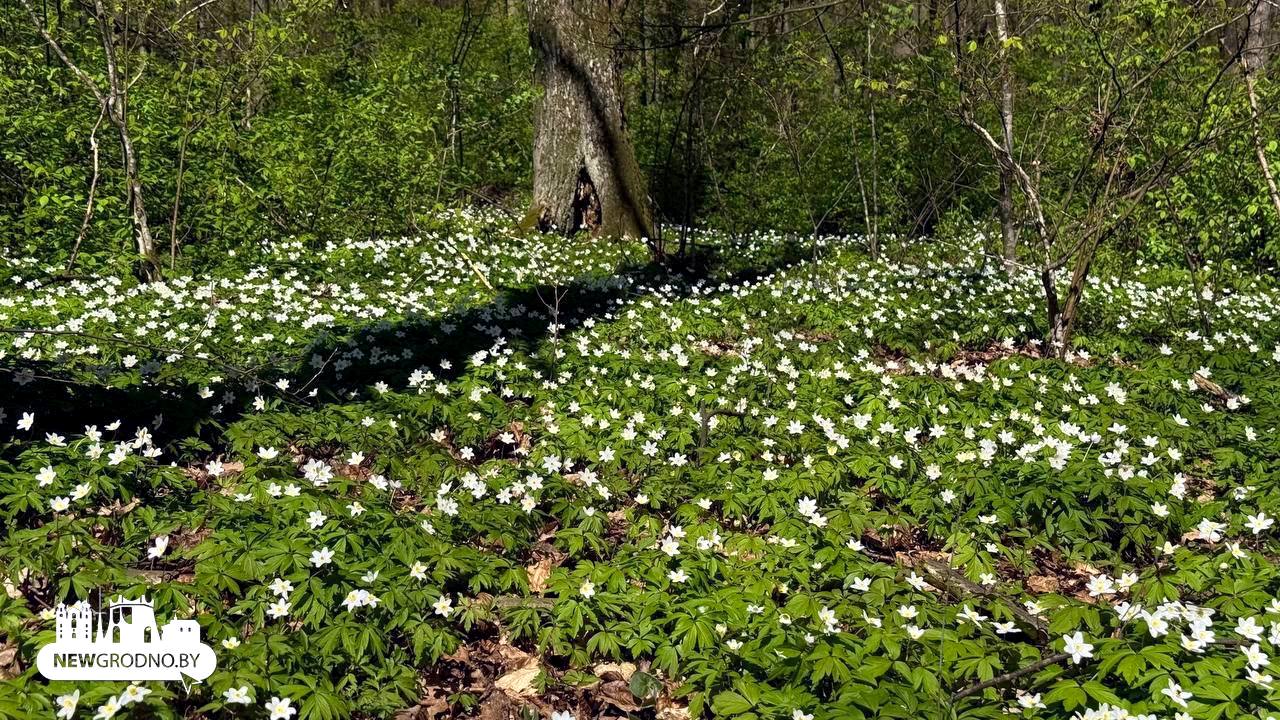 В Гродно выпал "цветочный снег"