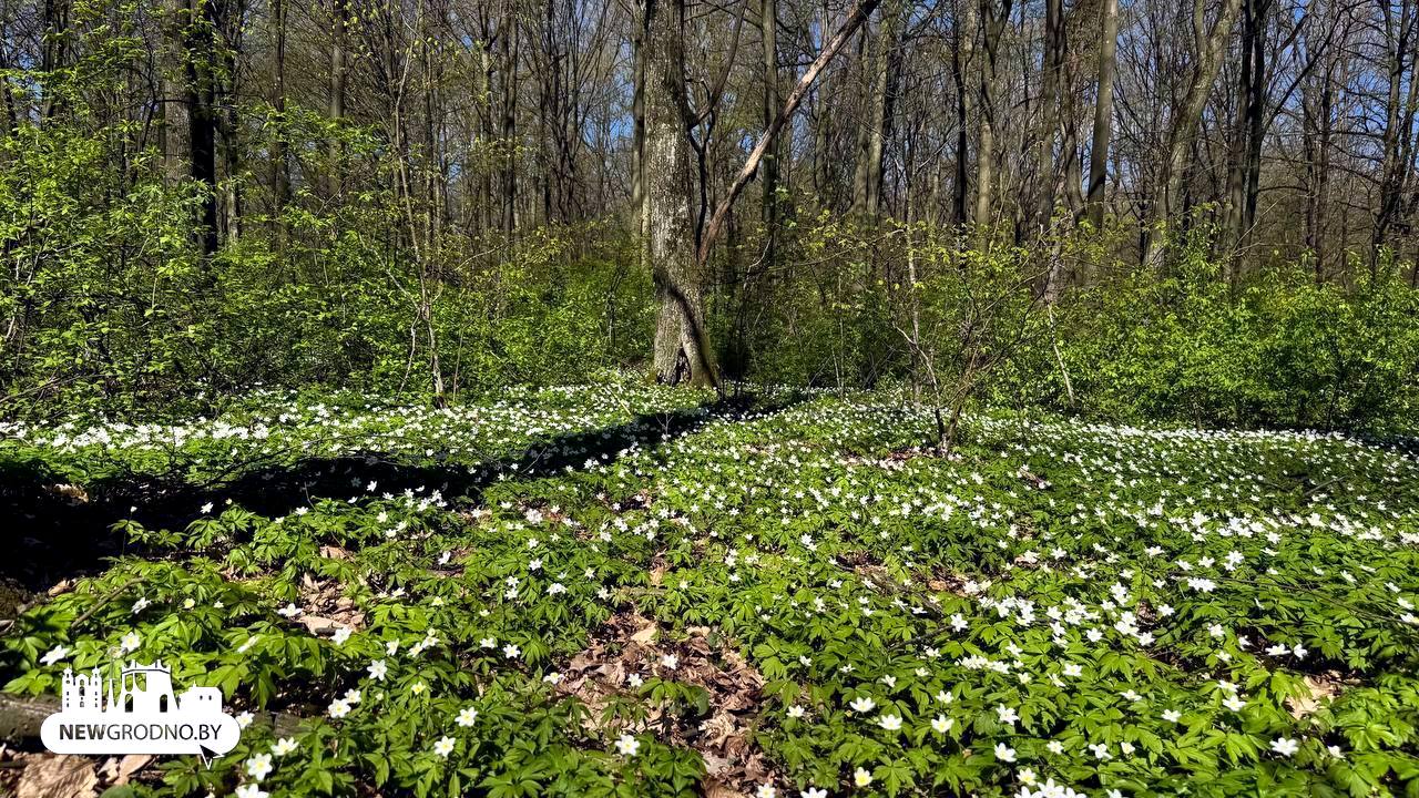 В Гродно выпал "цветочный снег"