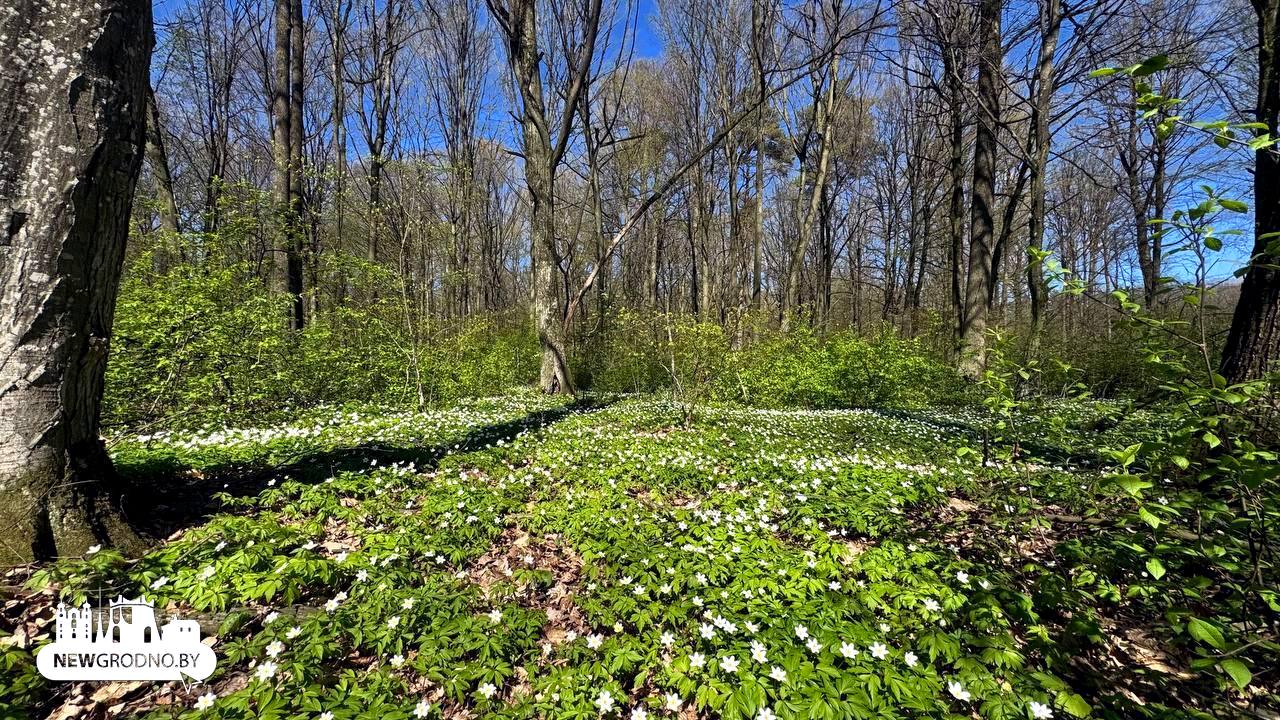 В Гродно выпал "цветочный снег"