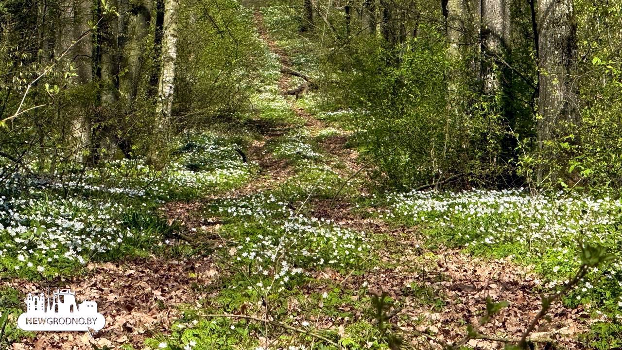 В Гродно выпал "цветочный снег"