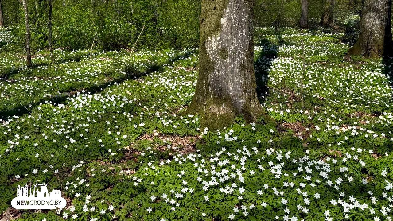 В Гродно выпал "цветочный снег"