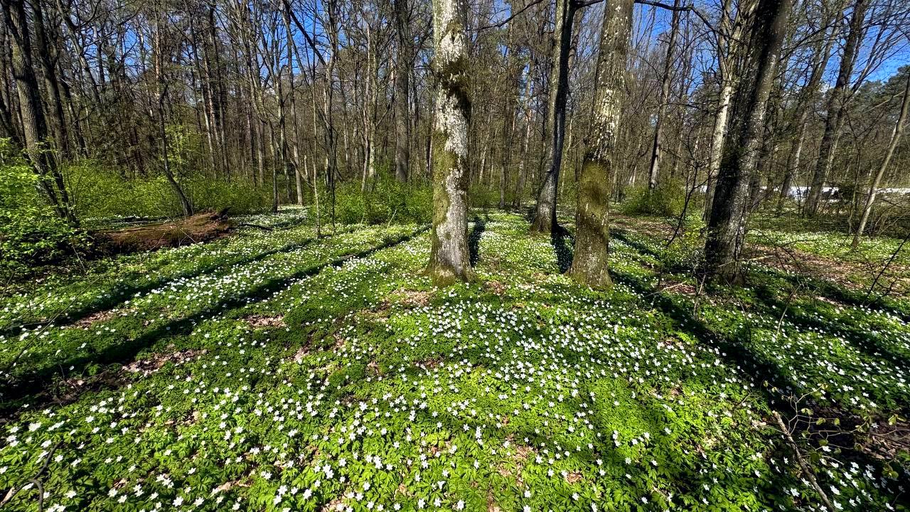 Красота весеннего леса под Гродно 