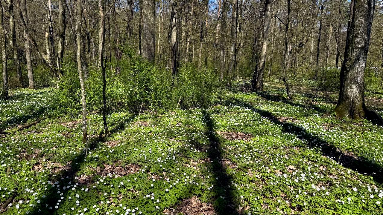 В Гродно выпал "цветочный снег"