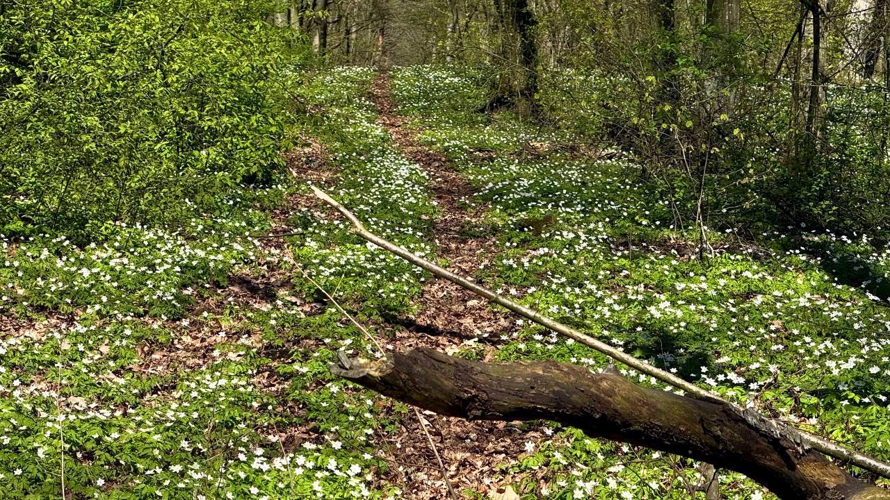 В Гродно выпал "цветочный снег"