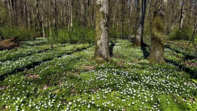 Красота весеннего леса под Гродно