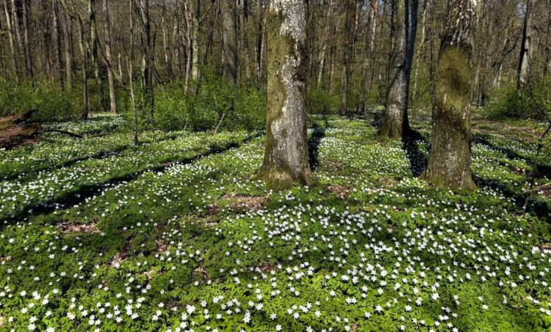 Красота весеннего леса под Гродно