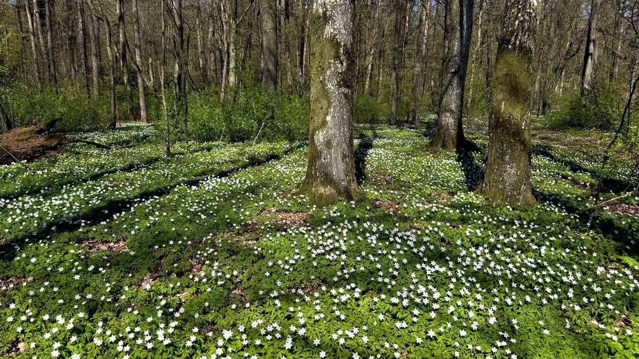 Красота весеннего леса под Гродно