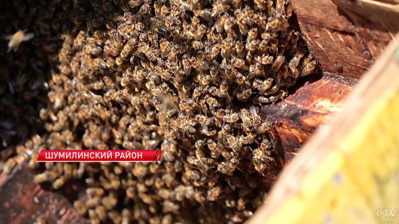 Косолапый рецидивист