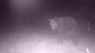 Косолапый рецидивист