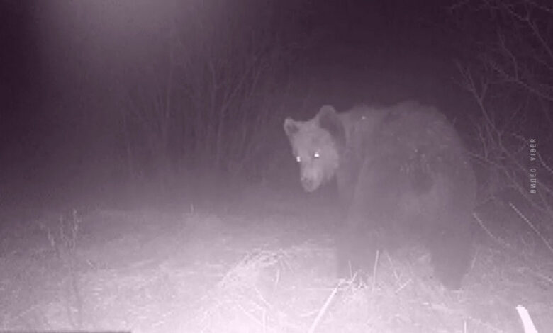 Косолапый рецидивист