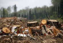 гродненец пилил сухостой