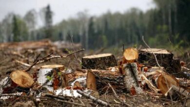 гродненец пилил сухостой