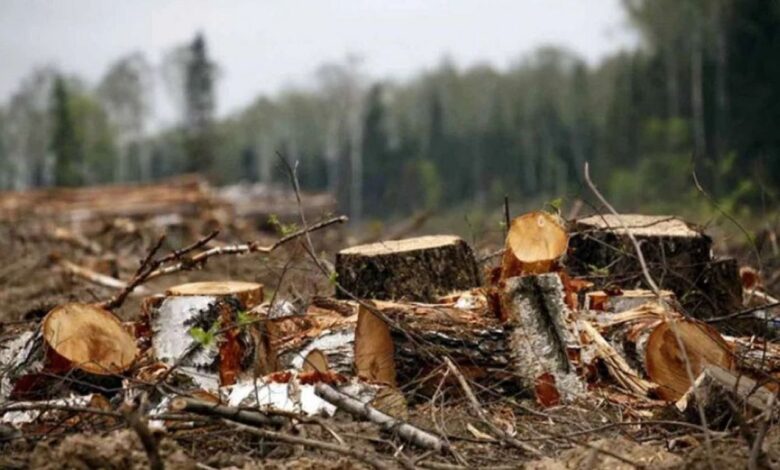 гродненец пилил сухостой