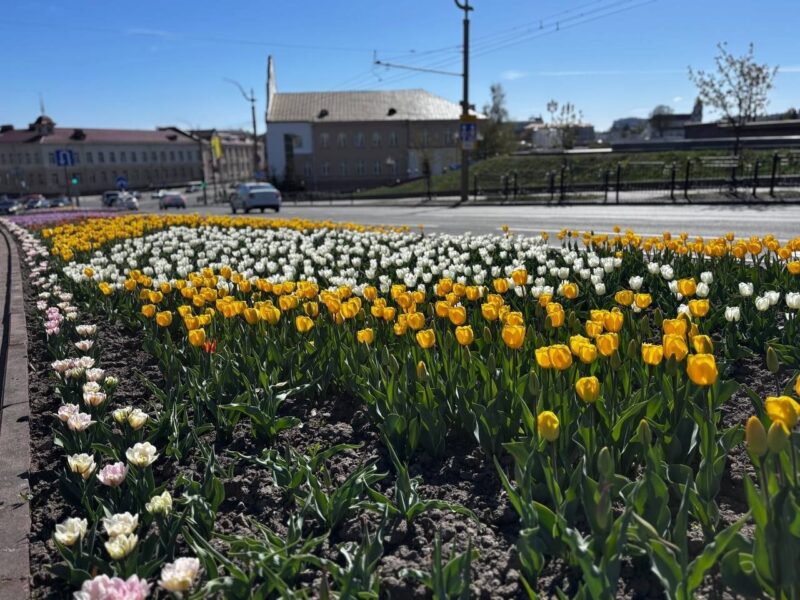 Более 21 тысячи тюльпанов