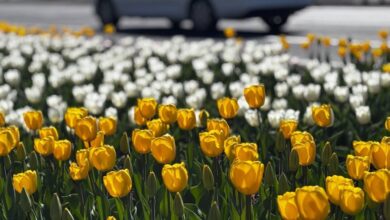 Более 21 тысячи тюльпанов