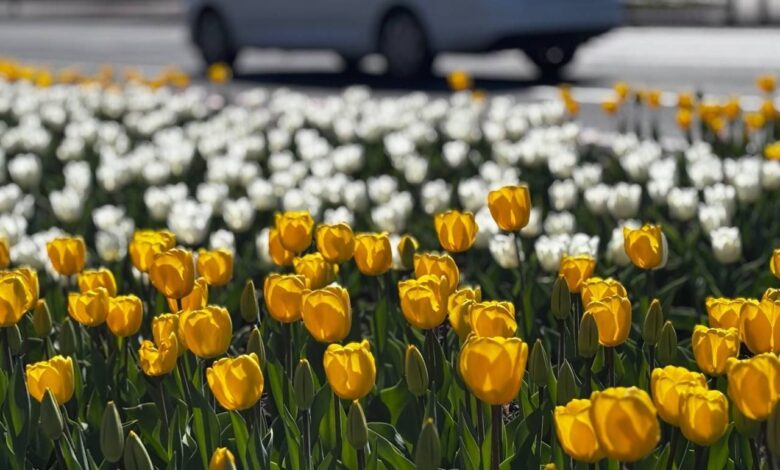 Более 21 тысячи тюльпанов