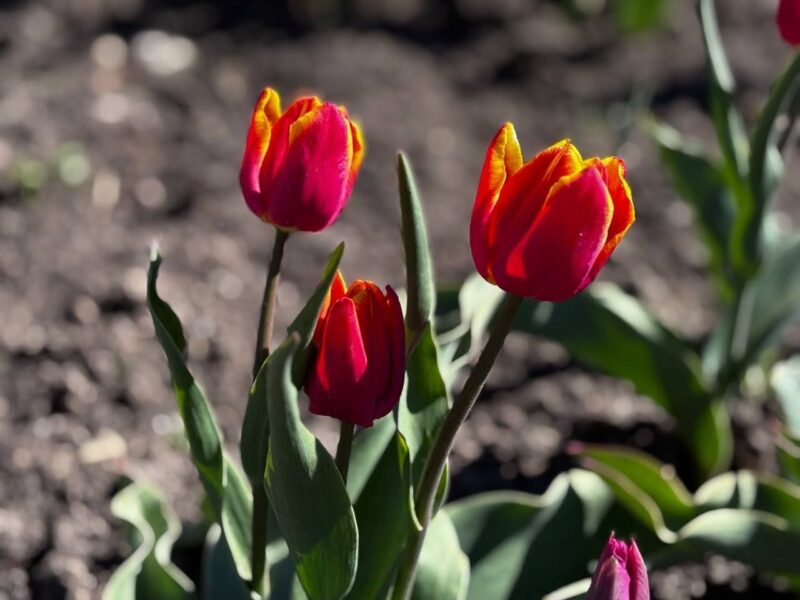 Более 21 тысячи тюльпанов