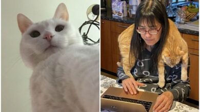 забавные коты