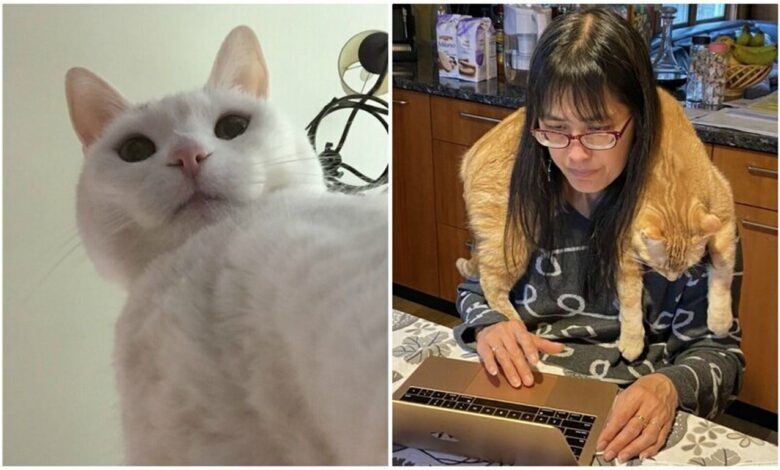 забавные коты