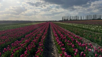 Это не Голландия