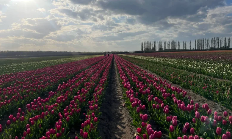 Это не Голландия