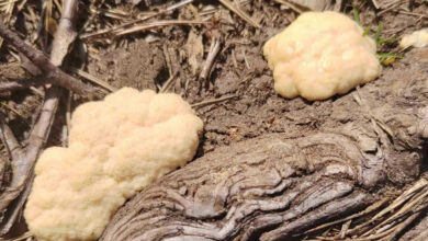 В Беловежской пуще нашли необычный