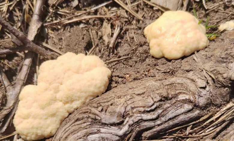 В Беловежской пуще нашли необычный