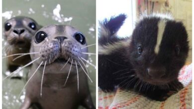 22 фото детенышей животных