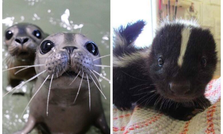 22 фото детенышей животных