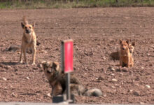 своры собак