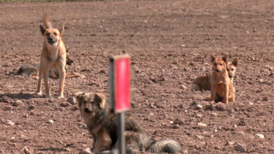 своры собак