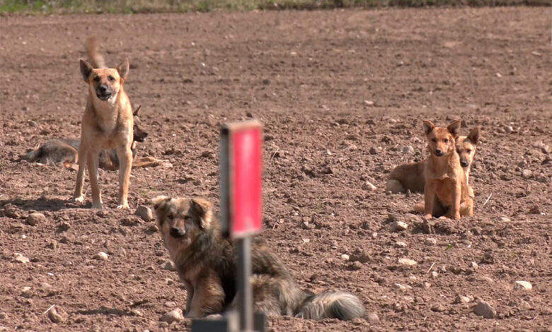 своры собак