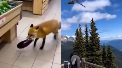 как ИИ-видео дурачили