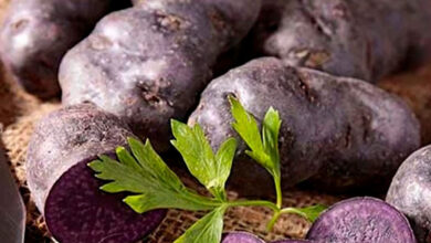 белорусские учёные