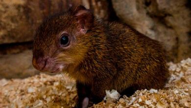 Гродненский зоопарк