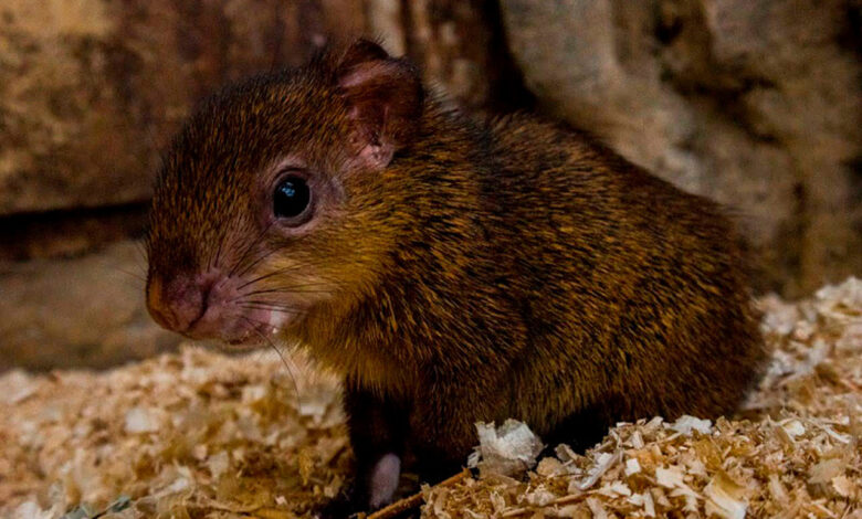 Гродненский зоопарк