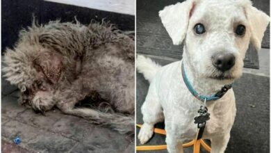 30 трогательных фото котов