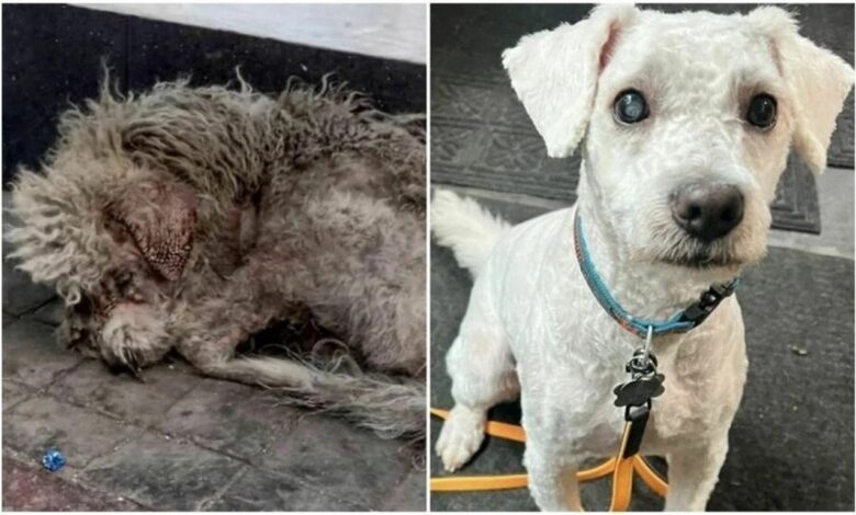 30 трогательных фото котов