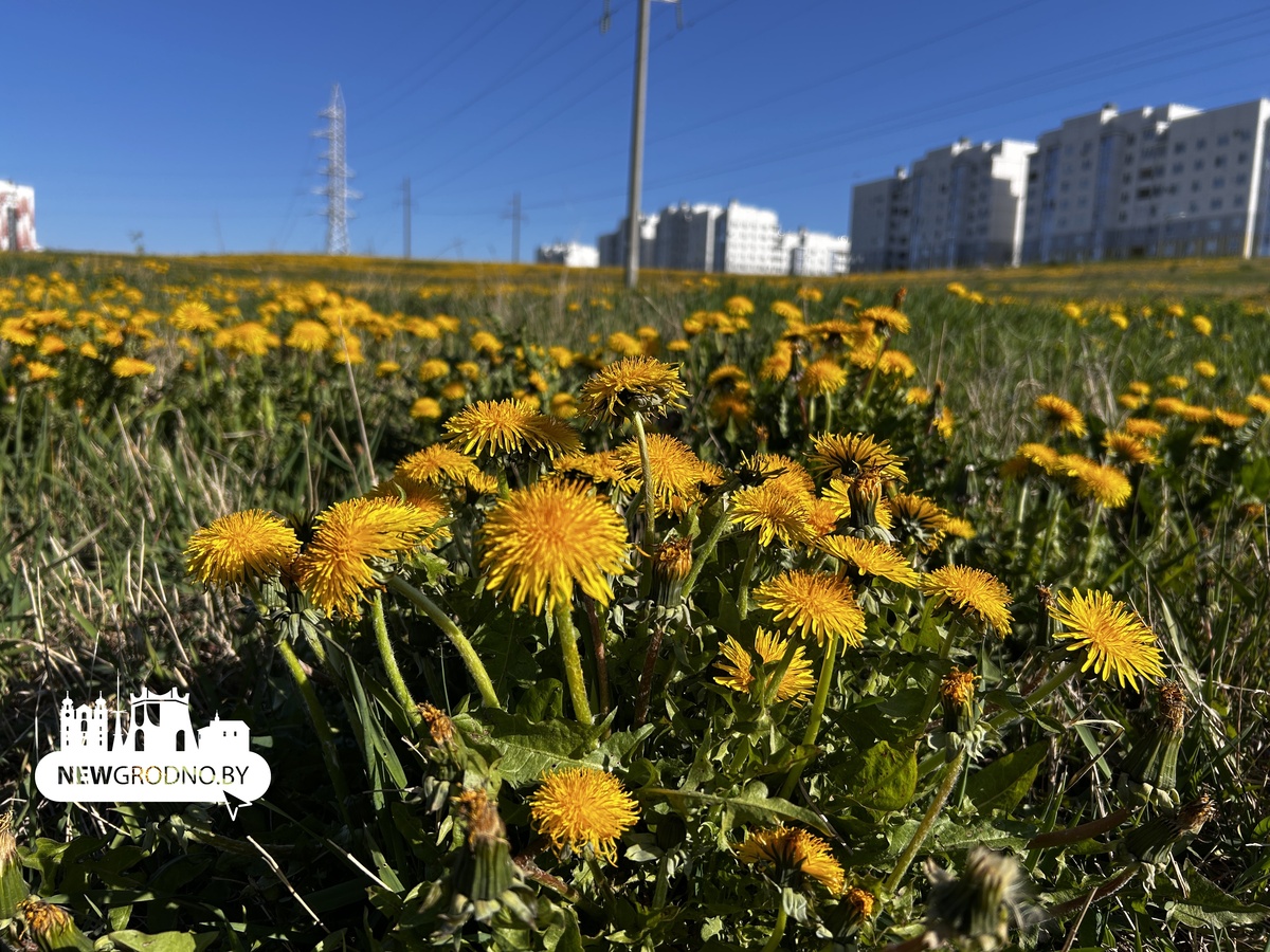 В Гродно одуванчики «перекрасили» целое поле