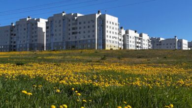 В Гродно одуванчики «перекрасили» целое поле